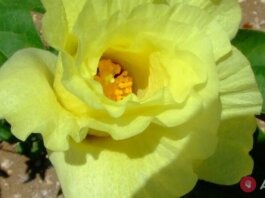 Cotton Flowers