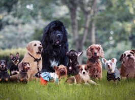 Popular Dog Breeds