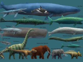 Longest Animals