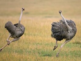 Can Ostriches Fly