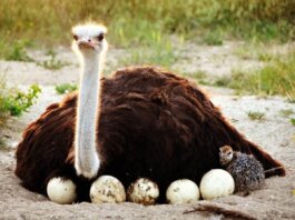 Ostriches